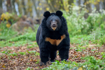 asiatic black bear (ursus thibetanus)