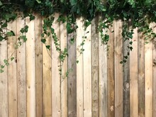 Full Frame Shot Of Ivy Fence