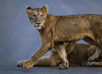 A young lion cub walking on the tar road, Kruger National Park. 