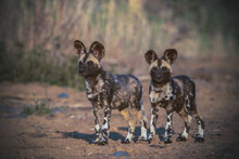 Two Wild Dog Puppies Looking Into The Camera, South Africa. 