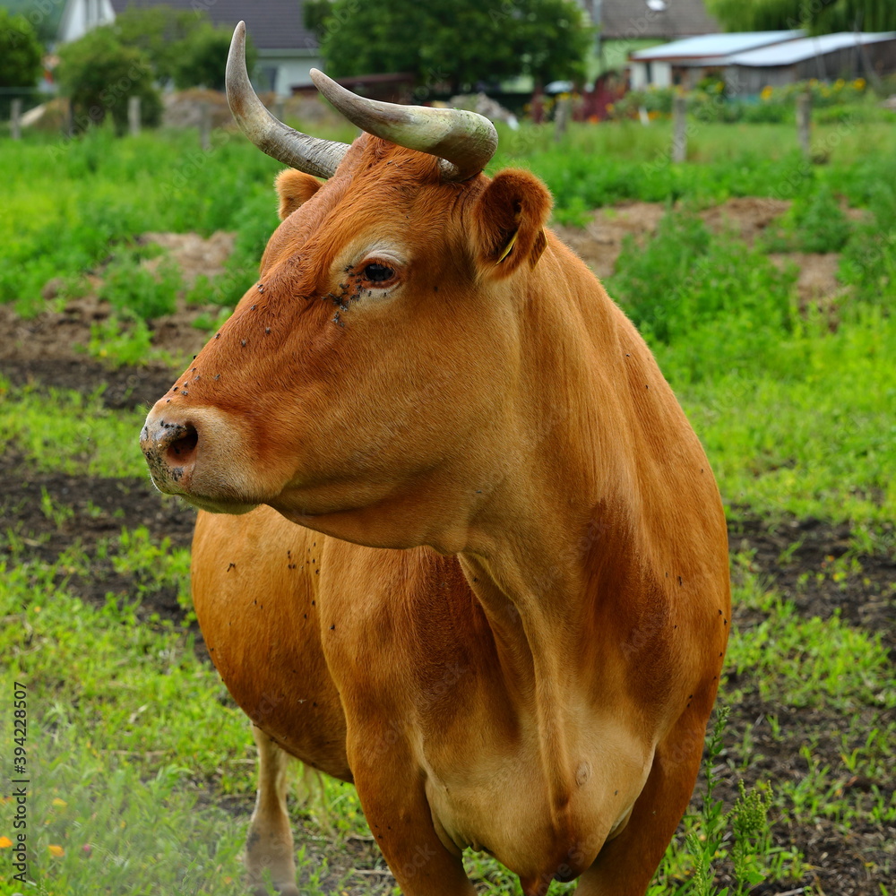 Brązowa krowa na pastwisku w małym gospodarstwie rolniczym - obrazy, fototapety, plakaty 
