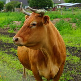 Fototapeta  - Brązowa krowa na pastwisku w małym gospodarstwie rolniczym