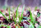 Fototapeta Storczyk - Young fresh grass among dry leaves in early spring