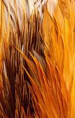 Canvas Print - mixed colored feathers on a table