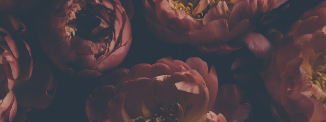 Wall Mural - dark vintage photo of bouquet of red peonies on black. floristic decoration. floral background. baro