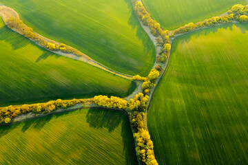 Canvas Print - Abstraction agricultural area and green wavy fields in sunny day. Aerial photography, top view drone shot.