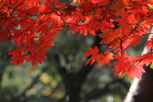 Close-up Of Maple Leaves On Tree
