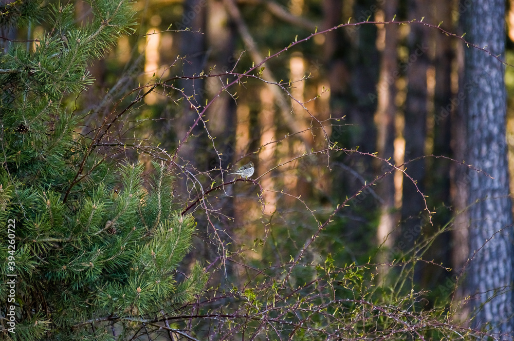 Mały ptaszek siedzący na gałęzi na tle oświetlonego lasu - obrazy, fototapety, plakaty 