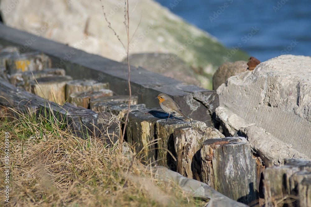Mały ptaszek siedzący drewnianych palikach na tle kamieni i wody - obrazy, fototapety, plakaty 