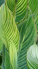 Full Frame Shot Of Palm Leaves