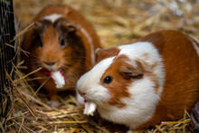 Portrait Of Pair Domestic Guinea Pigs (Cavia Porcellus) Cavies On The Straw