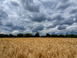 Photograph of golden wheat in late summer with stormy sky above the field and a forest in the background	
