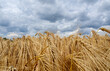 Photograph of golden wheat in late summer with stormy sky above the field