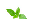 © siwaporn999 - basil leaf on white background