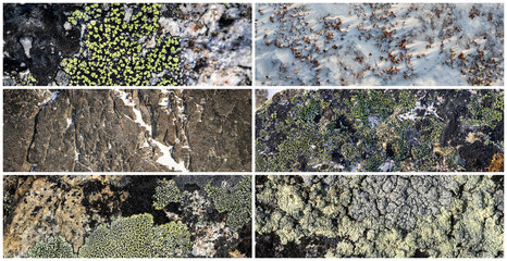 Wall Mural - Set of natural textures. Lichen and stones in the snow. Collection of panoramic natural backgrounds for design. Winter tundra in the Arctic. Nature of Polar region.