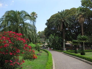 Wall Mural - palm trees in the park