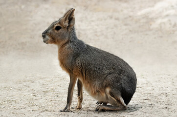 patagonian mara in the zoo