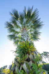 Wall Mural - Palm tree sky background in park.