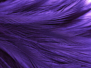 Beautiful abstract purple feathers on dark background, blue feather texture on black pattern, purple background, colorful feather wallpaper, love valentines day, dark texture