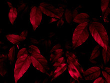 Beautiful Abstract Color Pink And Red Flowers On Black Background And Light Black And Pink Flower Frame And Pink Leaves Texture, Dark Background, Red Banner, Red Wallpaper