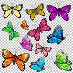 Wall Mural - set of different butterfly on transparent background