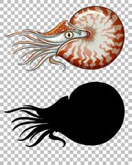 Wall Mural - Chambered nautilus with its silhouette on transparent background
