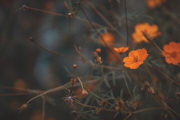 Wall Mural - Beautiful yellow flower field in vintage classic color tone.