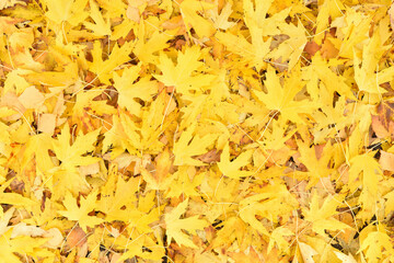 Autumn fallen yellow maple leaves full frame