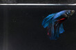 Broken Fin, Sick Blue Giant Half Moon Cupang or Betta or Siamese Fighting fish at Dirty Water 
