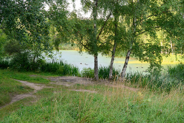 The shore of an overgrown seaweed pond on a summer day