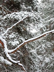 Wall Mural - snow covered pine tree