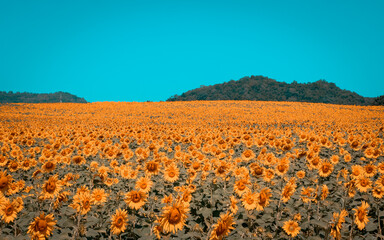 Beautiful blooming sunflowers in field farming garden in the summer morning in vintage tone