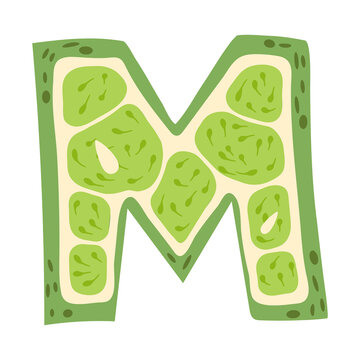 Lime in a form of letter M - fruit lettering design. Vector illustration.