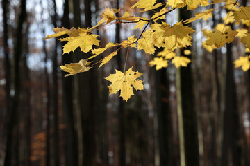 Wall Mural - Bright autumn leaves on tree branches in the forest