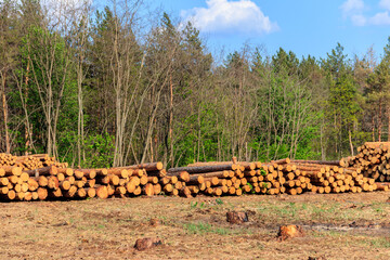 Wall Mural - Stacked tree trunks felled by the logging timber industry in pine forest