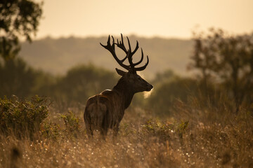 Wall Mural - beautiful image of red deer stag in vibrant golds and browns of autumn fall landscape forest