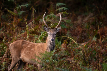 Wall Mural - beautiful image of red deer stag in vibrant golds and browns of autumn fall landscape forest