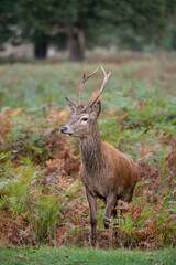 Wall Mural - beautiful image of red deer stag in vibrant golds and browns of autumn fall landscape forest