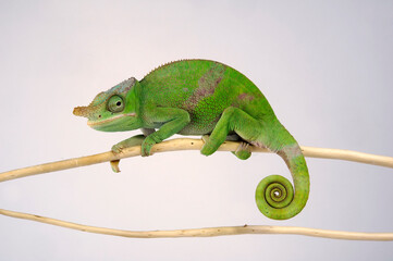 Wall Mural - Fischers Chamäleon // Fischer's chameleon (Kinyongia fischeri)