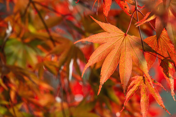 close up of beautiful maple leaves isolated on bokeh blurry background in autumn season.