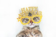 © maximilian_100 - Portrait of Cat kitten in funny golden Happy New Year, Christmas glasses on white background, New Year theme