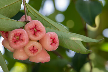 Wax apples on the tree in the garden.