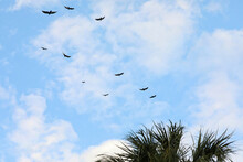 Vultures Migrating From Hinckley, Ohio Return To Winter In South Florida, Including Miami, Fort, Lauderdale And West Palm Beach, Florida, USA.