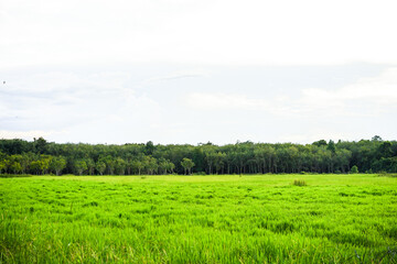 Natural of Green field with white clouds on sky background with copy space.