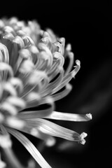 black and white close up study of a chrysanthemum flower