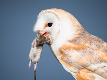 Close Up Of A Barn Owl With A Mouse