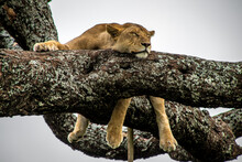 Lioness Sleeping In Tree