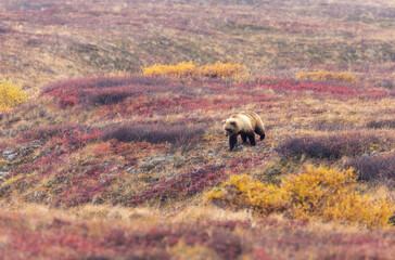 Poster - Grizzly Bear in Denali National Park Alaska in Autumn