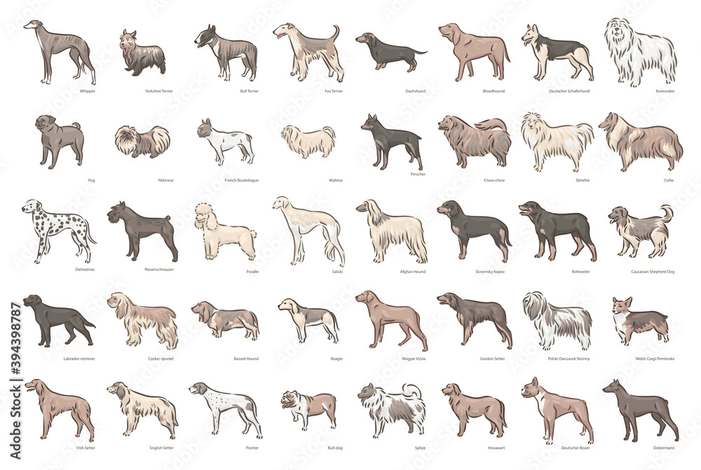 Vetor Cute dog breeds pedigree vector illustration set do Stock | Adobe ...