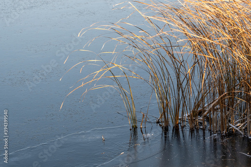 Fotomural The beginning of winter, the first ice on the pond bound the coastal sedge